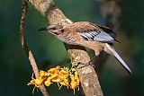 New Caledonian Friarbird